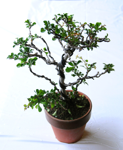 bonsai1310_400_02